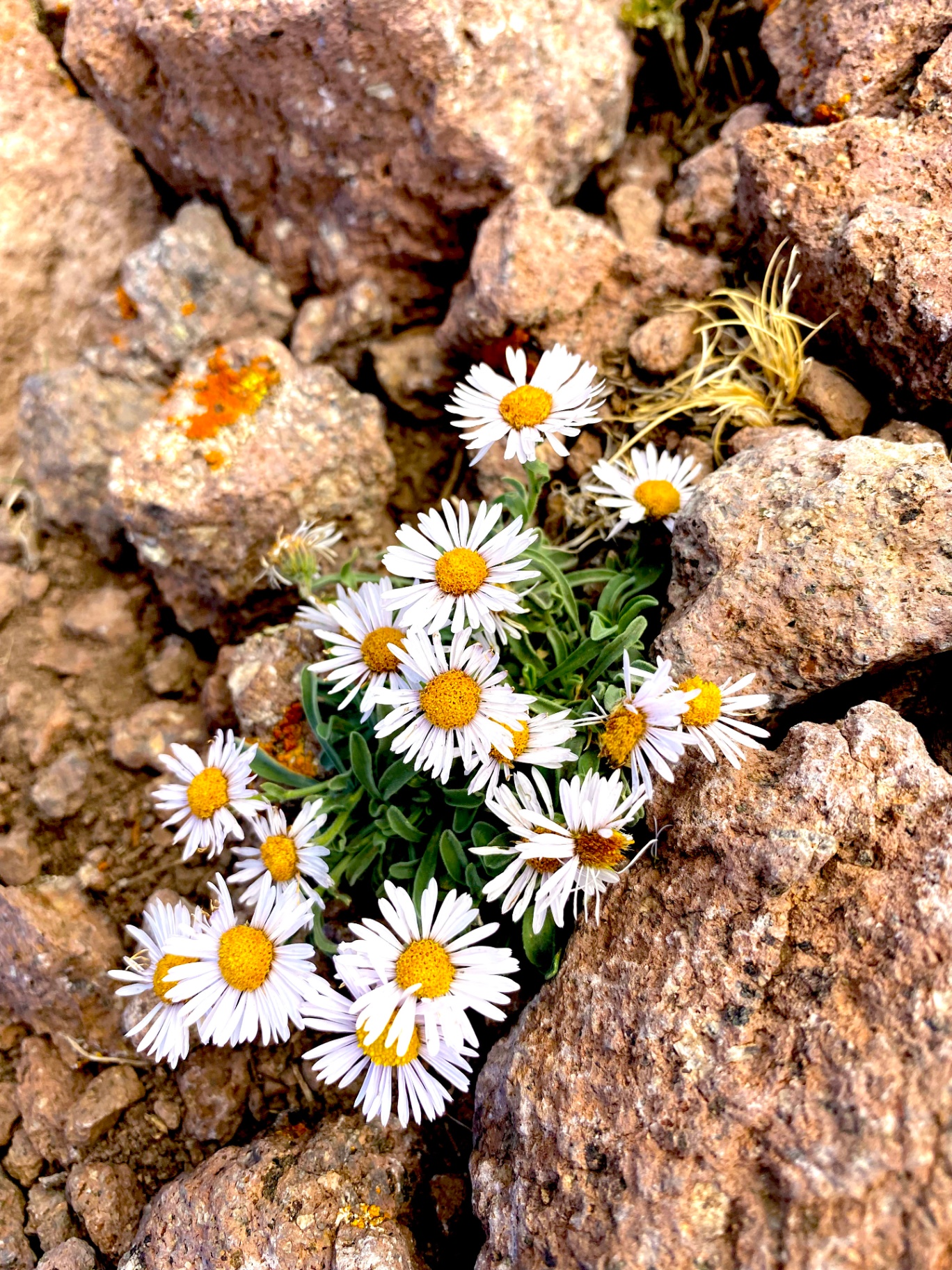 Wild daisies growing from red rock
