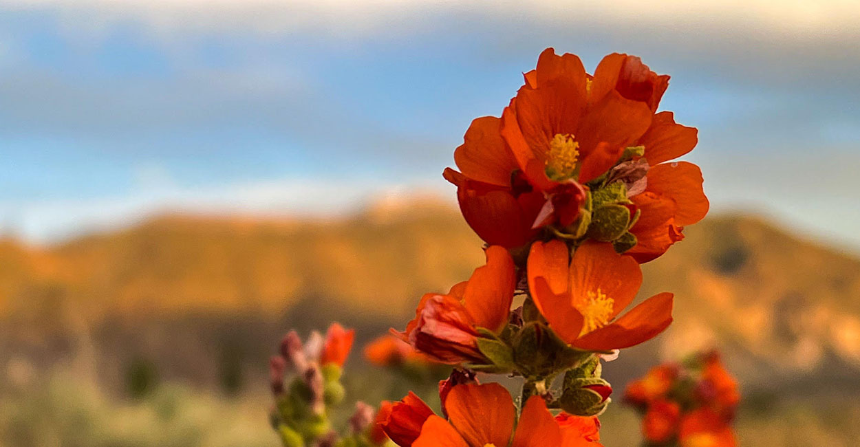 Orange desert wildflower in bloom